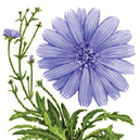 vplus-info-prebiotic