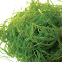 vplus-info-seaweed calcium