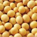 vplus-info-soy lecithin